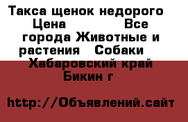 Такса щенок недорого › Цена ­ 15 000 - Все города Животные и растения » Собаки   . Хабаровский край,Бикин г.